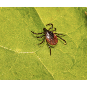 TICK BITES