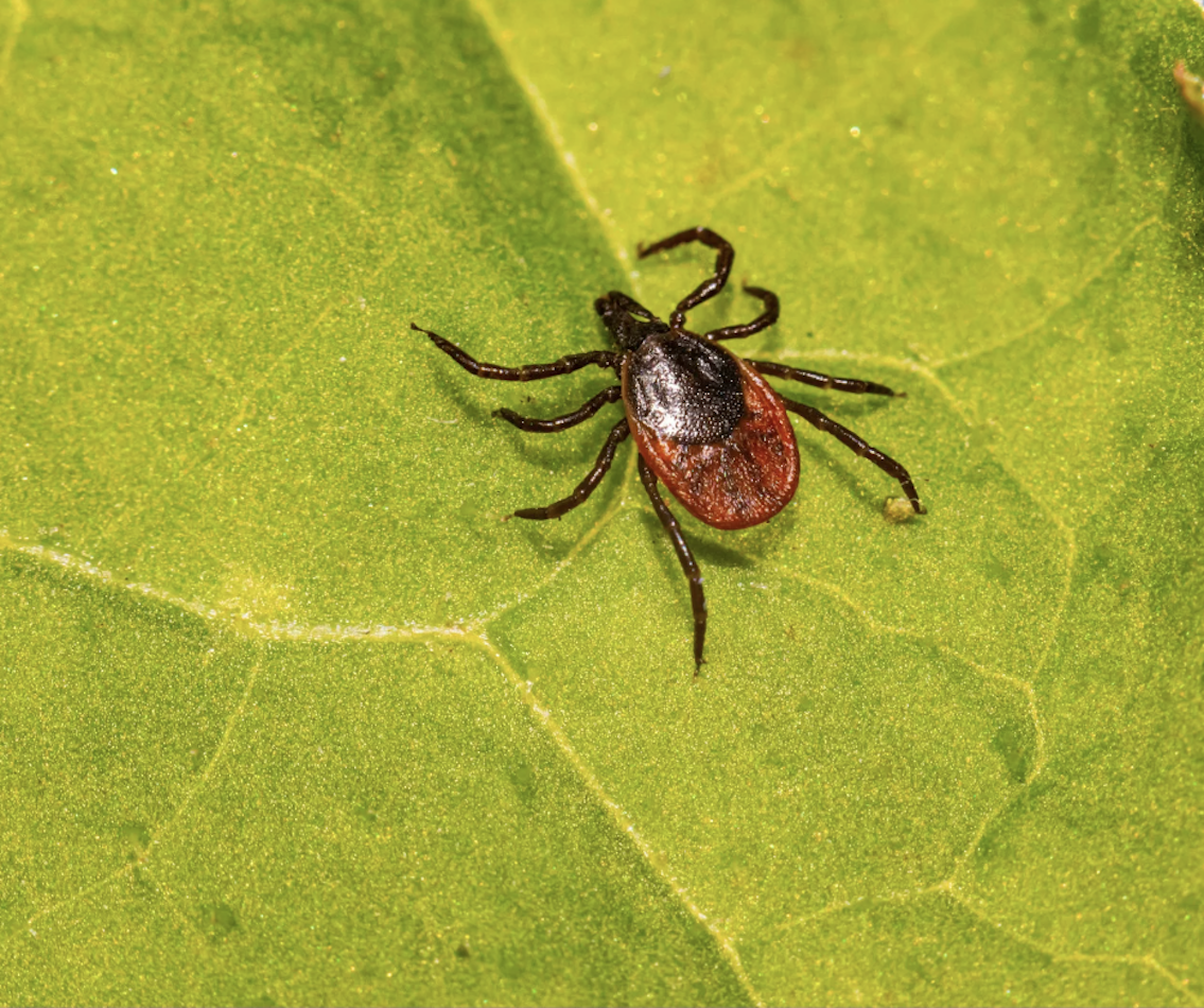 Tick Bites