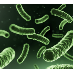 PROBIOTICS  & PREBIOTICS