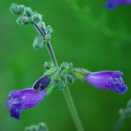 Deposit / Follow Up Consultation