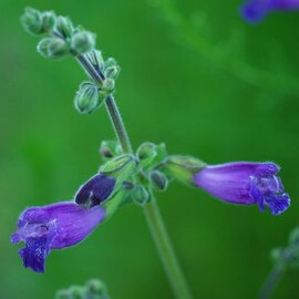 Deposit / Follow Up Consultation