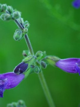 Deposit / Follow Up Consultation