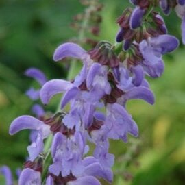 Initial Consultation