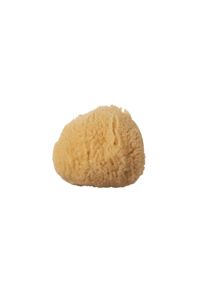 Sea Sponge - Small