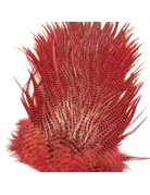 Ewing Ewing Whole Grizzly Saddle