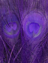 In House Dyed Peacock Eyes 10-12"