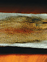 Pine Squirrel Skin
