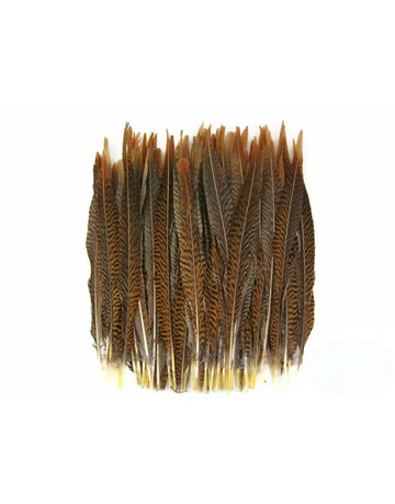Golden Pheasant Tail Feather