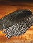 Metz Metz Hen Saddle