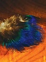 Hareline Dubbin Blue Peacock Feathers