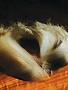 Hareline Dubbin Bronze Mallard
