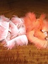 Hareline Dubbin Crosscut Rabbit Flesh Strips - Two Tone