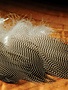 Hareline Dubbin Gadwall Feathers