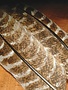 Hareline Dubbin Ozark Oak Mottled Turkey Quills