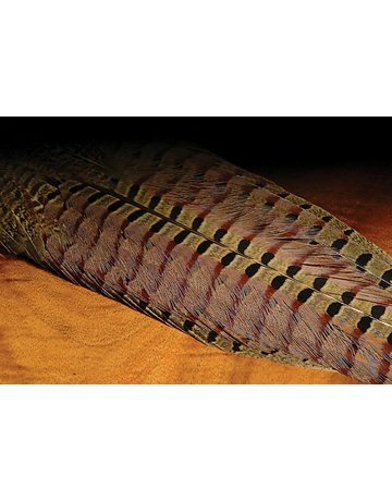 Hareline Dubbin Ringneck Pheasant Complete Tail