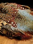 Hareline Dubbin Ringneck Pheasant Skin