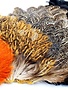 Wapsi Soft Hackle Hen Saddle Patch