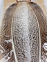 Wapsi Turkey Wing Quill Mottled, Natural Light