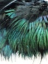 Fish Hunter Strung Ringneck Rump Hackle