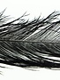 Montana Fly Company MFC Ostrich Herl