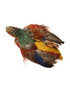 Fish Hunter Golden Pheasant Skin