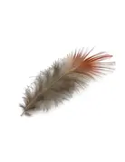 Golden Pheasant Red Body Feathers .10oz