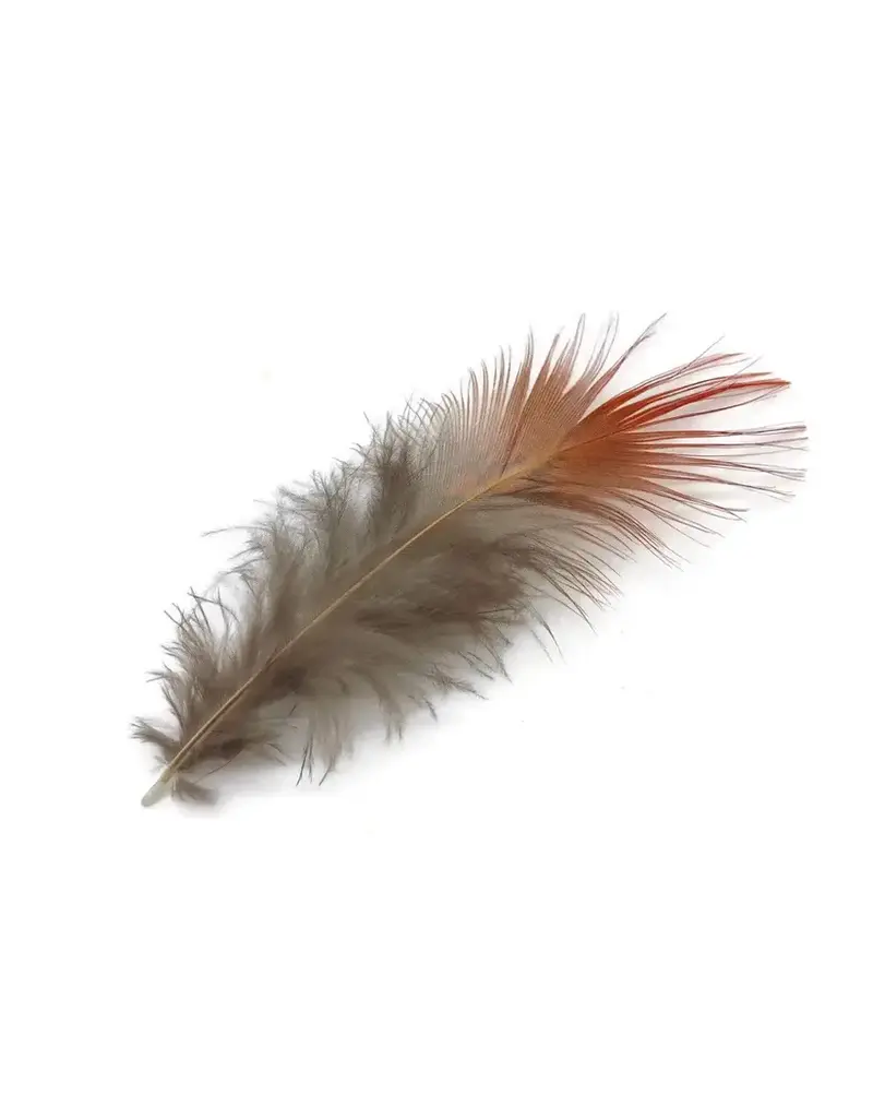 Golden Pheasant Red Body Feathers .10oz