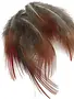 Golden Pheasant Red Body Feathers .10oz