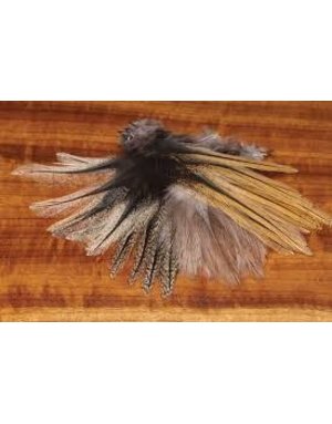 In House Coq De Leon