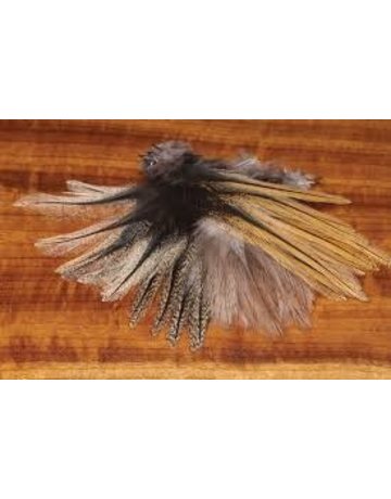 In House Coq De Leon