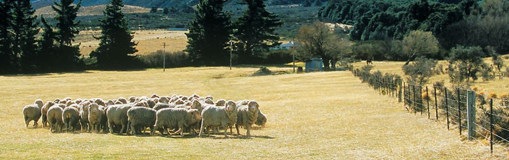 Merino Wool