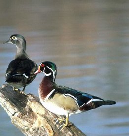 Zeb the Duck Sees What at Park Meadows Mall? – Colorado Traveling Ducks