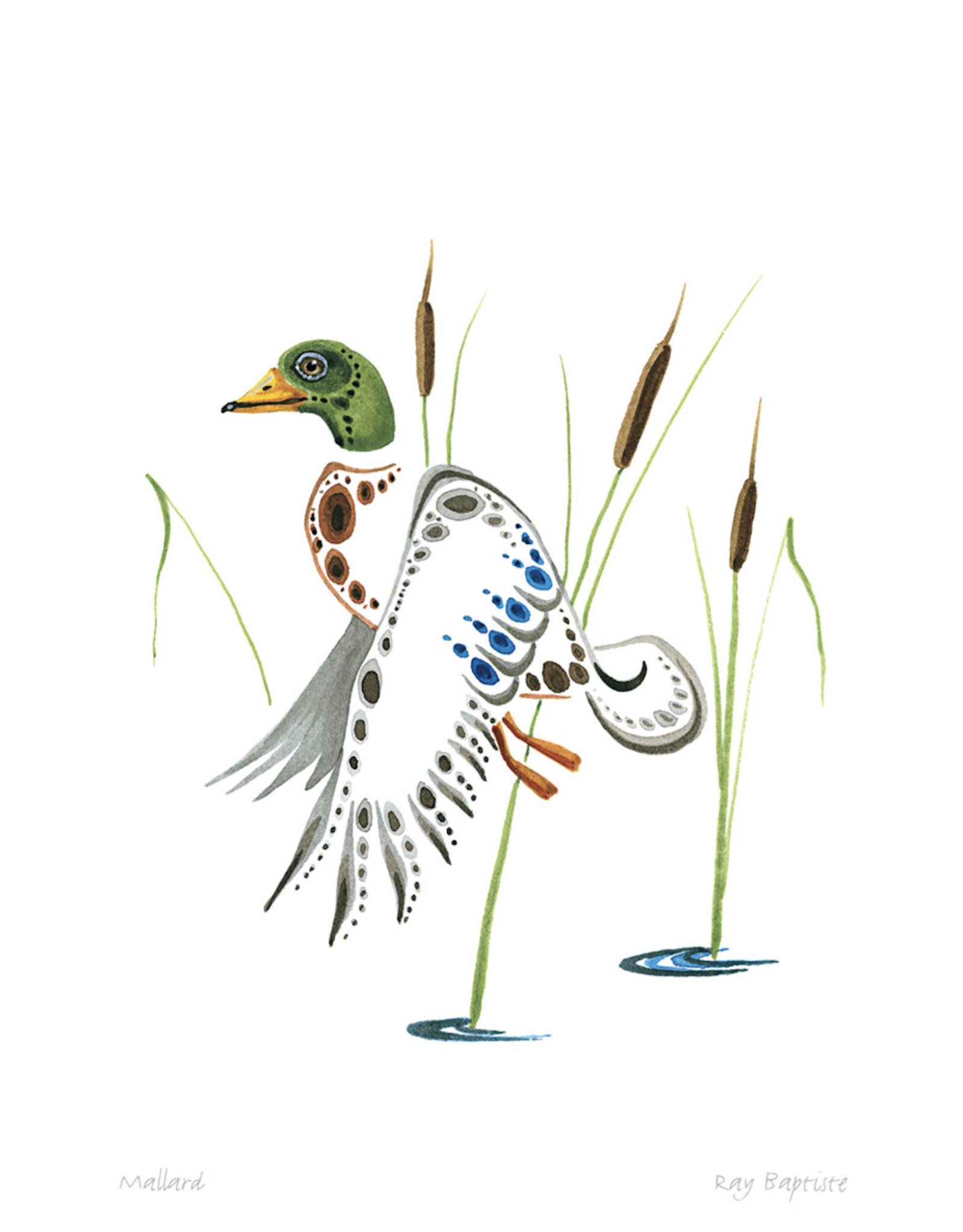 Mallard by Ray Baptiste Matted