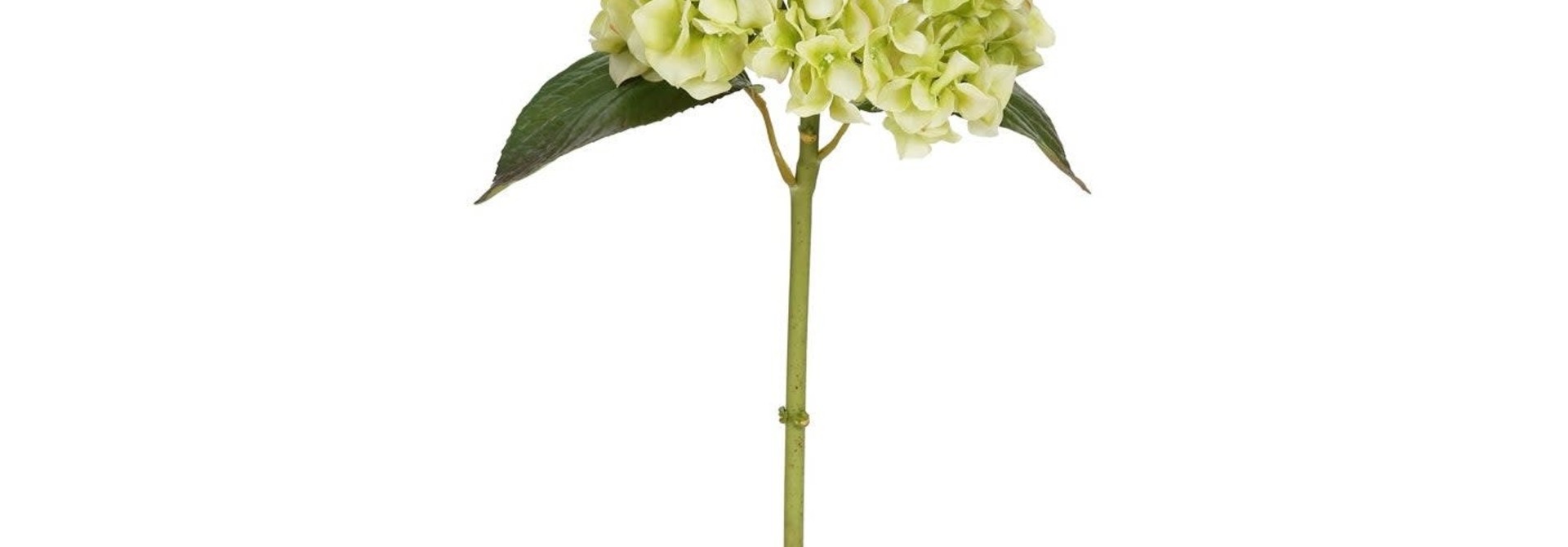 Hydrangea | The Floral Collection, Light Green - 18 Inch