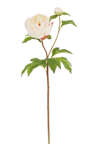 Peony Bud | The Floral Collection, Cream/Wine - 23 Inch
