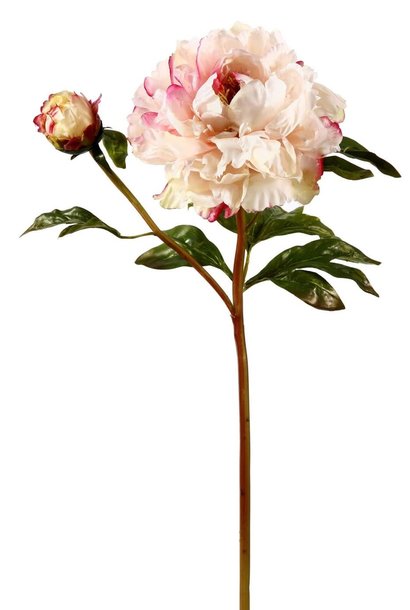 Peony Open | The Floral Collection, Cream - 21.5 Inch