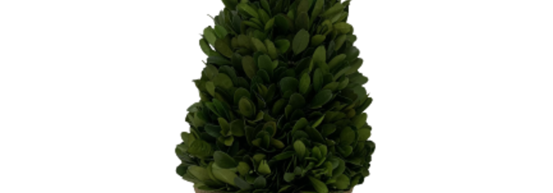 Cone | The Boxwood Topiary Collection, Green - 6 Inch x 6 Inch x 13 Inch