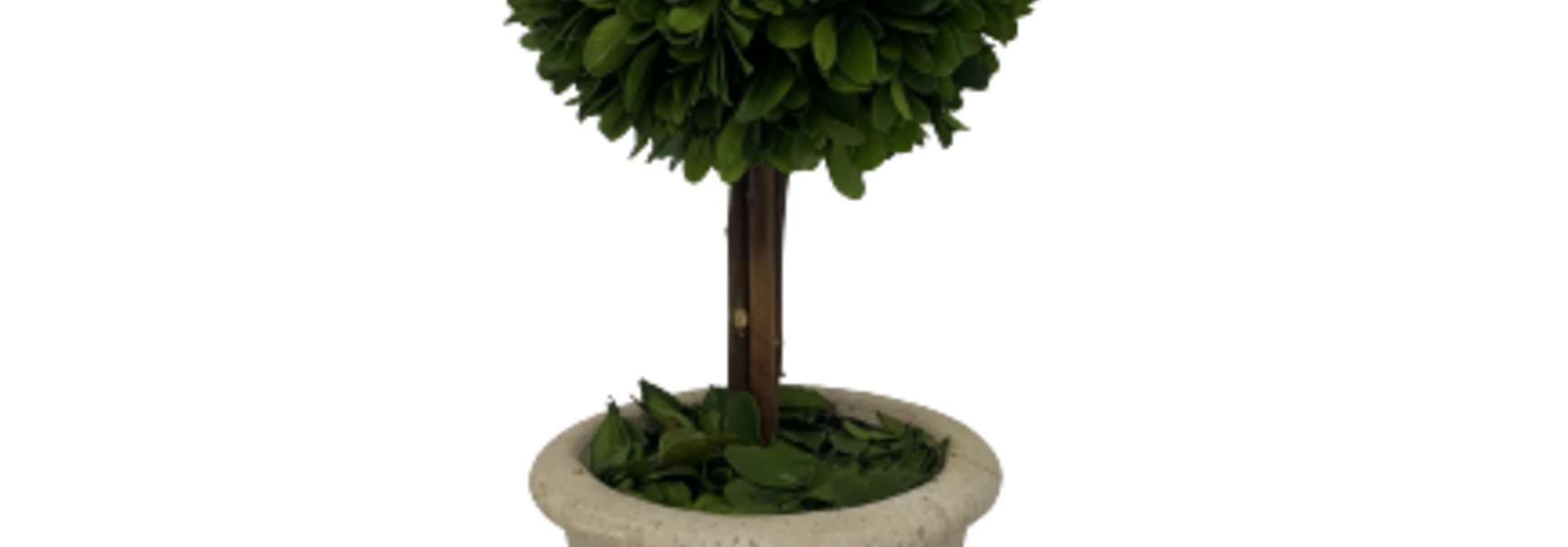 Sphere | The Boxwood Topiary Collection, Green -6 Inch x 6 Inch x 16 Inch