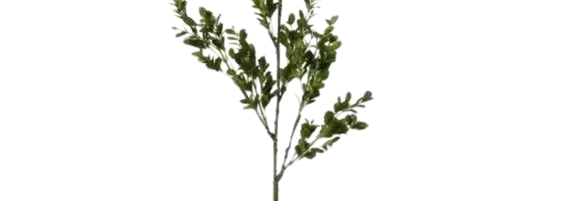 English Boxwood Branch | The Floral Collection, Green - 33 Inch