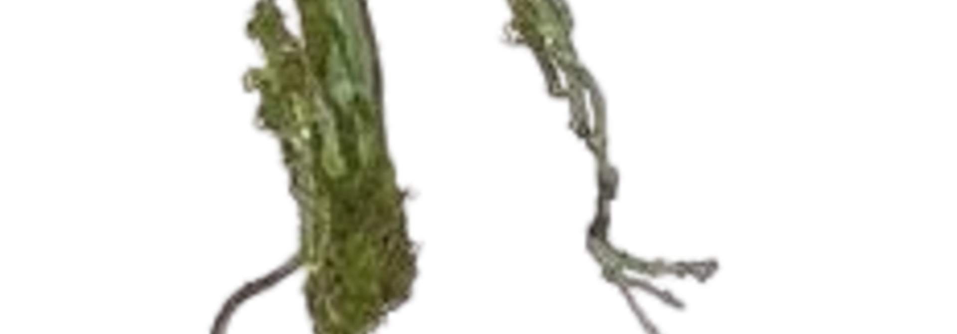 Twig Vine | The Floral Collection, Moss Green - 36 Inch