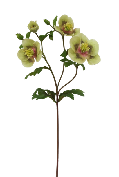 Hellebores | The Floral Collection, Light Green - 25 Inch
