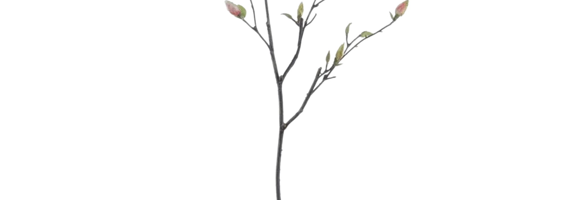 Tree Magnolia Branch | The Floral Collection, Branch - 46 Inch