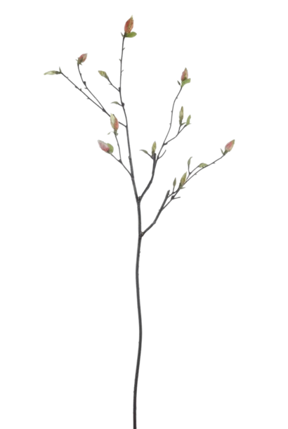 Tree Magnolia Branch | The Floral Collection, Branch - 46 Inch