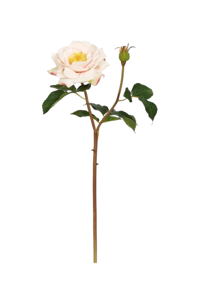 Titania English Rose | The Floral Collection, Light Pink - 19 Inch