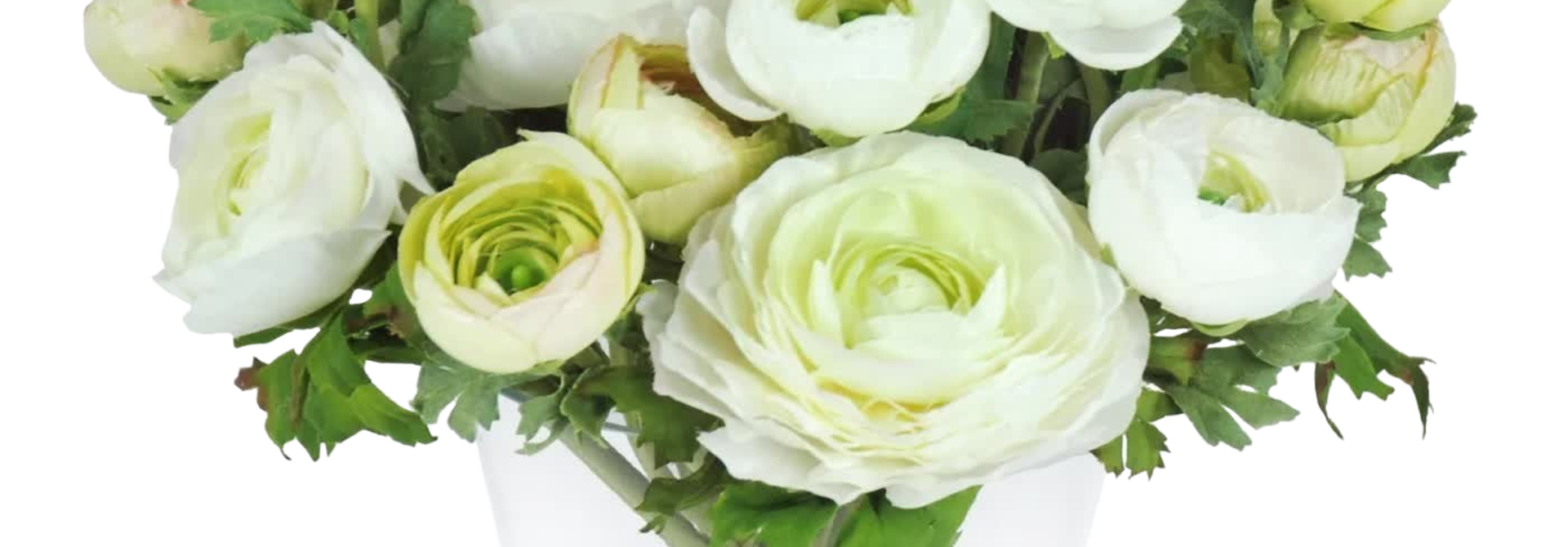 Ranunculus in Round Glass | The Floral Arrangement Collection, White - 10 Inch x 10 Inch x 10 Inch