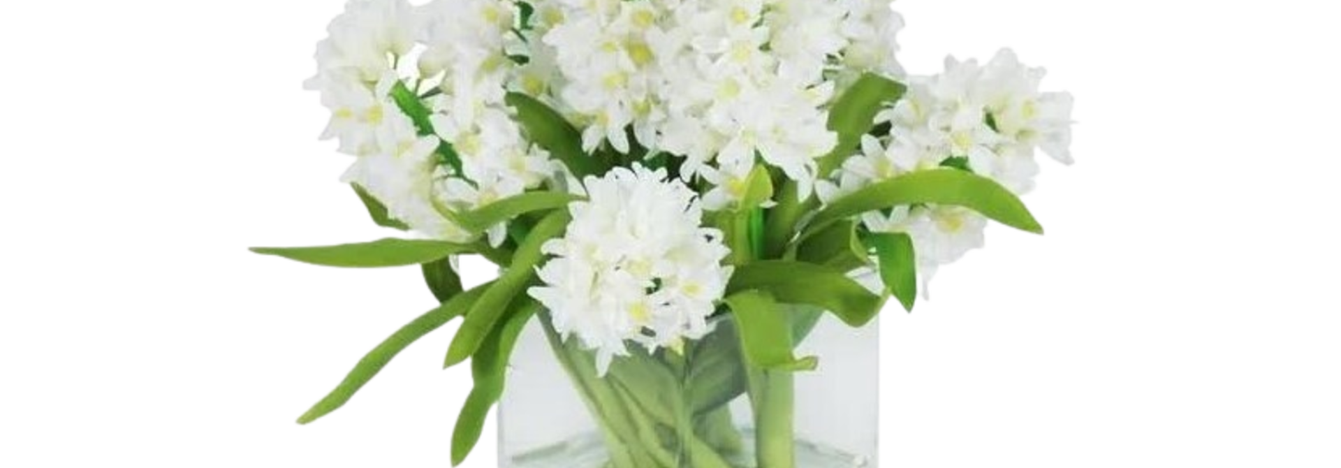 Hyacinth In Square Glass | The Floral Arrangement Collection, White - 12 Inch x 12 Inch x 12 Inch