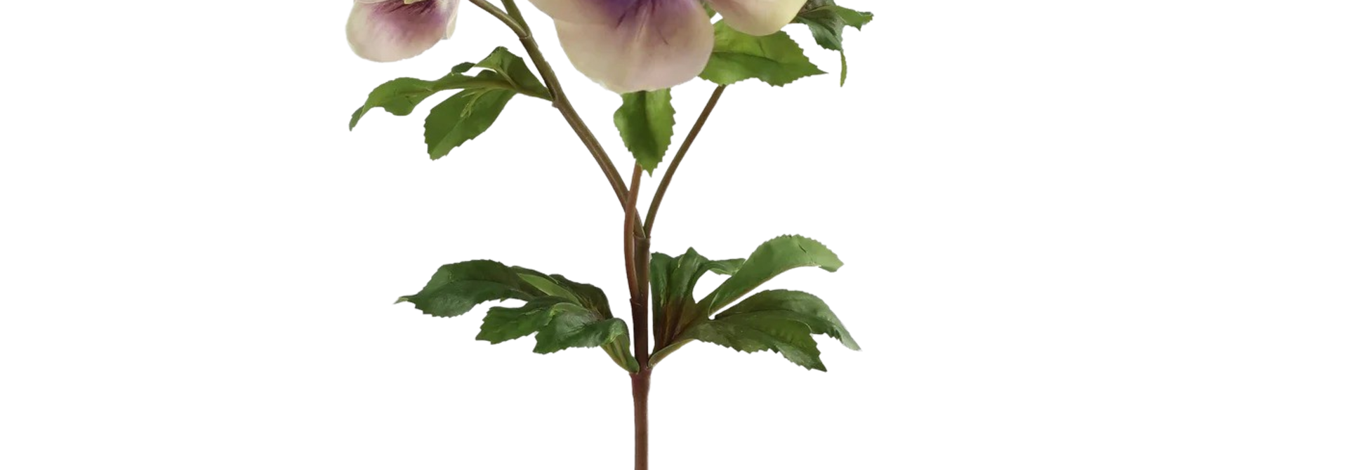 Hellebores | The Floral Collection, Light Pink - 25 Inch