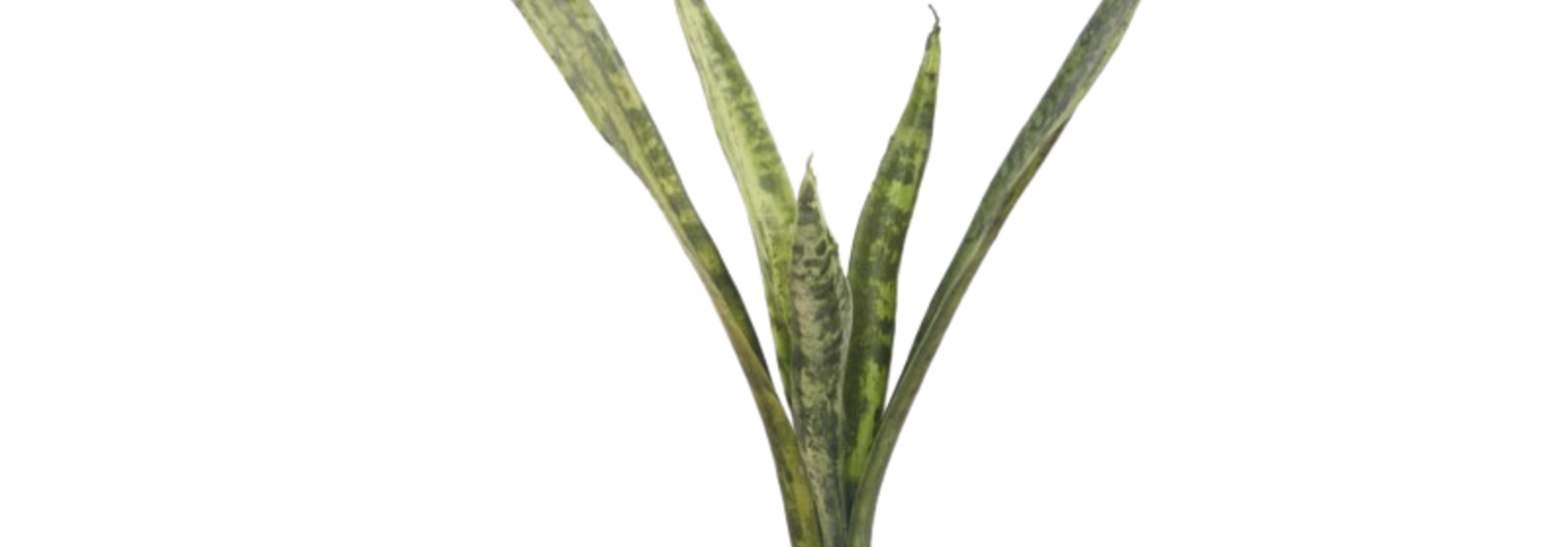 Sansevieria | The Floral Collection Plant - 45 Inch x 9.5 Inch x 7 Inch