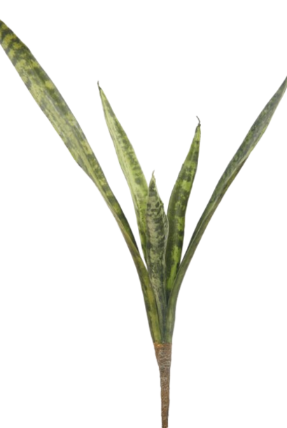 Sansevieria | The Floral Collection Plant - 45 Inch x 9.5 Inch x 7 Inch