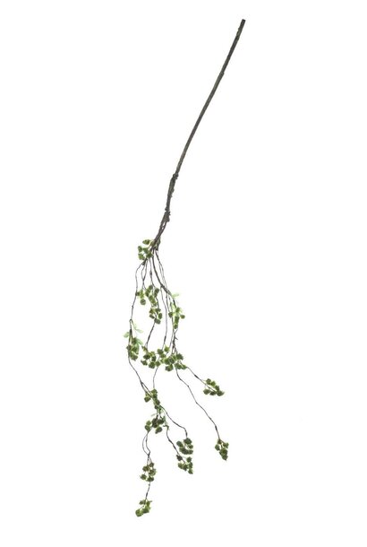 Queen Ann Lace Branch | The Floral Collection, Green - 48 Inch